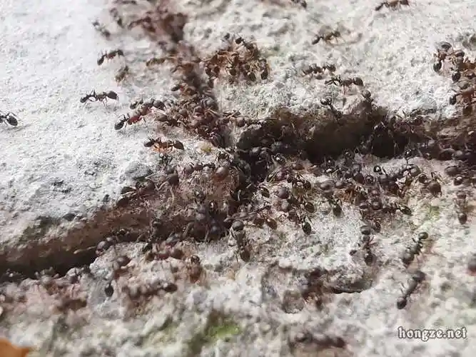 蚂蚁搬家要下雨