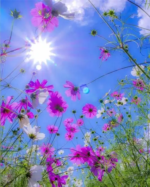 有蓝天和白云,有阳光和彩虹,还有地上盛开的朵朵花儿……美好的时光