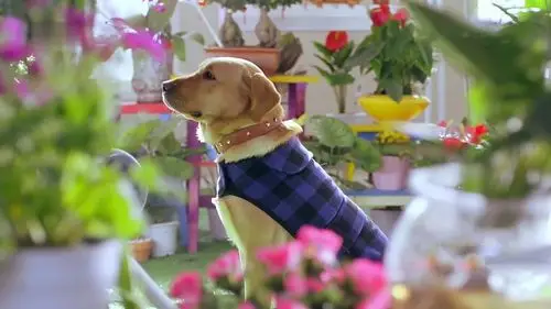 求几张神犬小七的手机壁纸(要小七的!