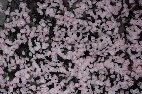 一阵风吹过来,是那么的凄美…飘落的花瓣漫天飞舞,落红不是无情物,化