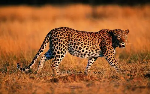 身材矫健的大自然动物豹子高清特写桌面壁纸第一辑