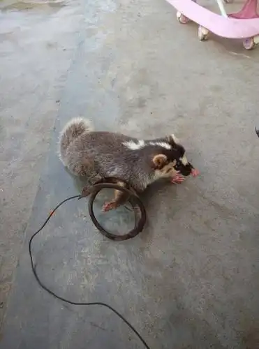 别    称 鱼鳅猫 ,白鼻狸,白额狸,山獾,猪仔狸