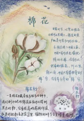白露时节采摘棉花,棉花的种子藏在哪里呢?(文/图:遥远老师)