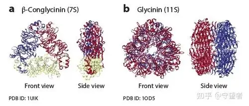 annurevfoodscit综述大豆蛋白分子结构再探讨和加工技术最新进展