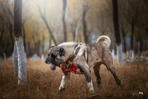 坎高犬 - 猛犬俱乐部-中国具有影响力的猛犬网站 - powered by