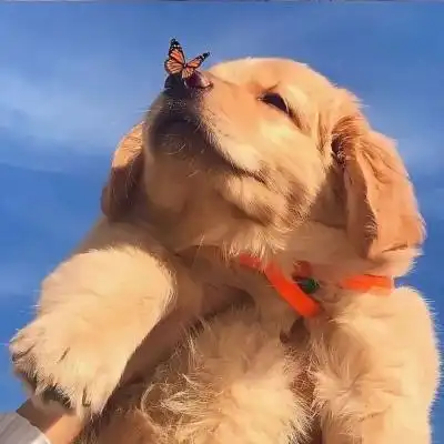 超可爱萌宠治愈小众头像合集 温暖干净简约的q萌头像图片大全_动物