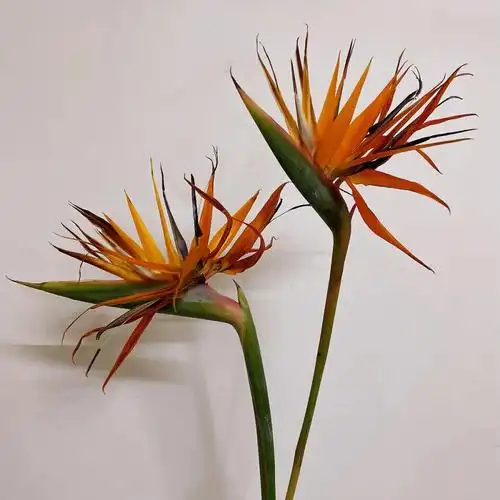 天堂鸟绿植的花语是什么(浅谈天堂鸟寓意和象征)_百科-涨口碑