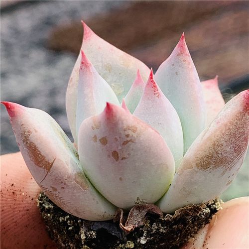 野卡多肉原始野生卡罗拉东云系耐室内肉肉植物多肉植物