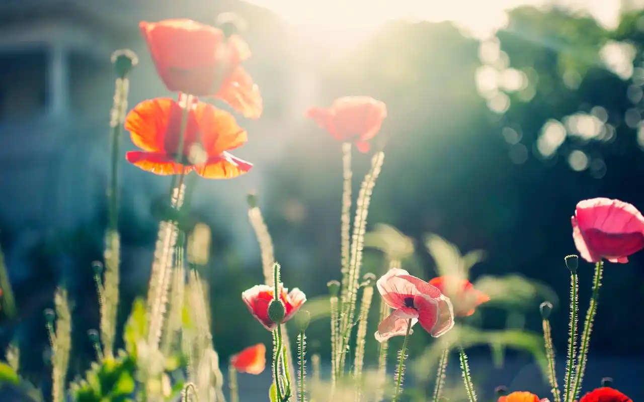 唯美阳光温暖意境壁纸