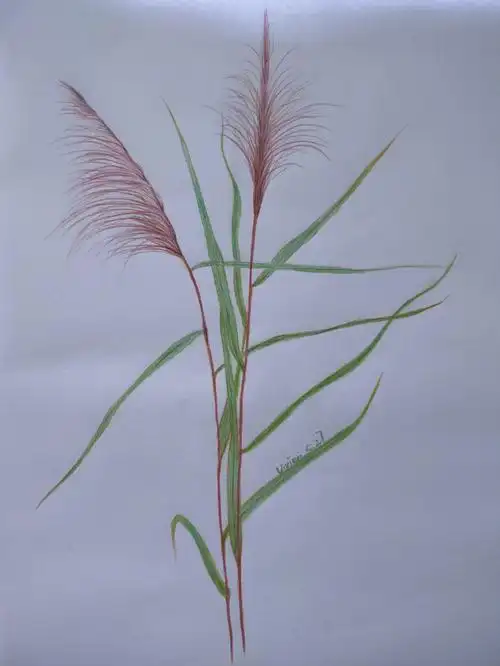 彩铅植物手绘芦苇