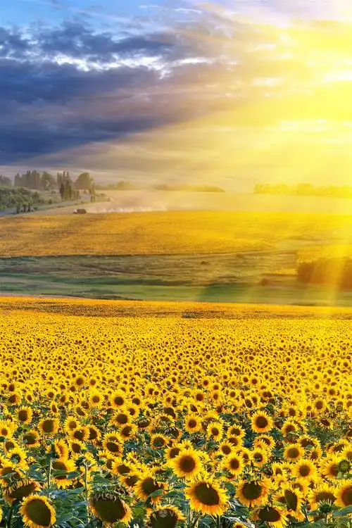 阳光照射下的向日葵鲜花图片