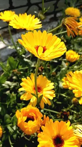 《金盏菊的特性与种植》 手机摄影:周渝