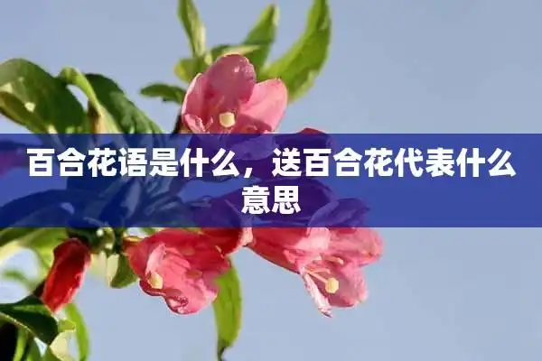 百合花语是什么,送百合花代表什么意思