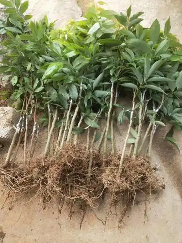 灵山荔枝苗妃子笑荔枝嫁接苗早熟高产稳产品种