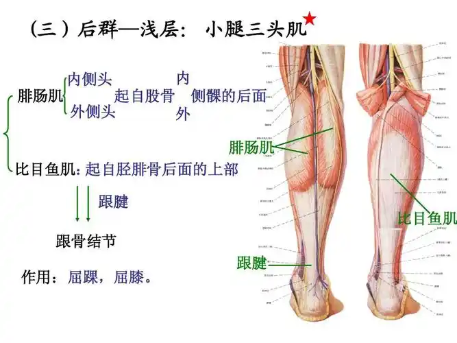 > 2关节肌学2关节肌学 系解 (三)后群—浅层: 小腿三头肌 内 腓肠肌