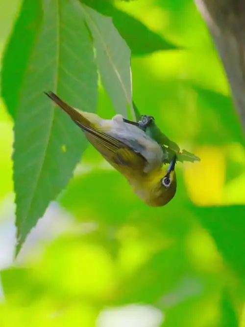 今日野拍暗绿绣眼