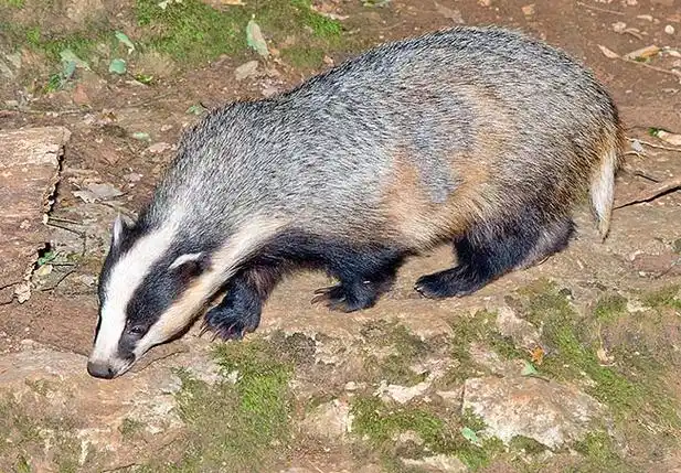 狗獾(鼬科狗獾属动物) - 平安百科网