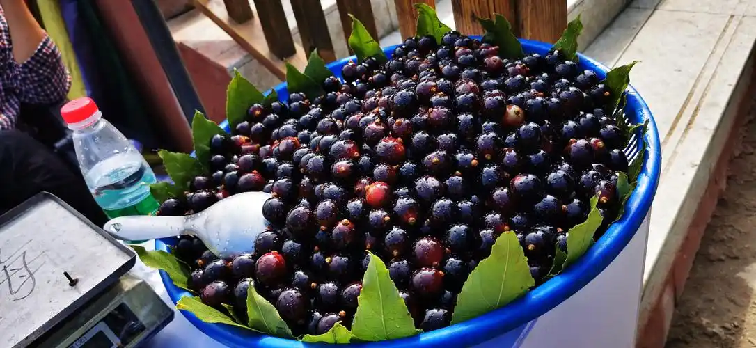 我是第一次品尝!——新鲜的乌梅.