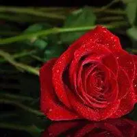 好看的玫瑰花微信头像_微信头像图片大全