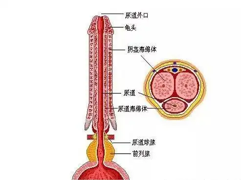 阴茎增粗吃了增大药为什么丁丁不仅没大还阳痿了