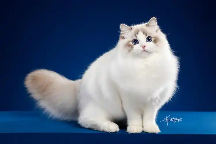 布偶猫|摄影|宠物摄影|amyworks赛猫摄影 - 原创作品 - 站酷 (zcool)