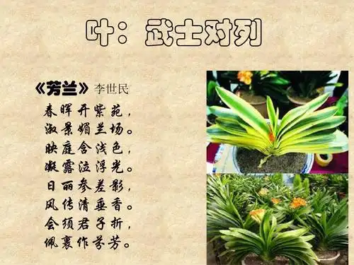 《话说君子兰》《竹颂》拓展诗歌ppt