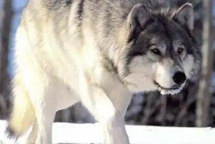 世界上体型最大的狼不列颠哥伦比亚狼160斤2米