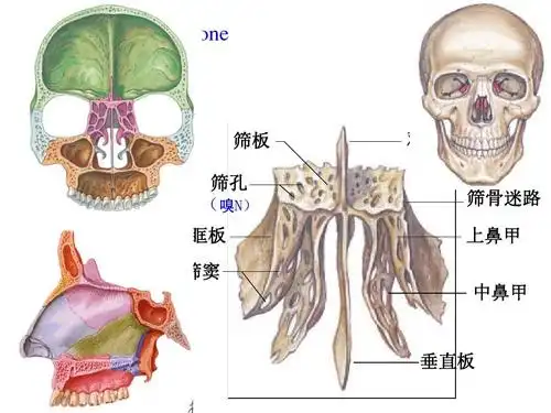 《人体解剖学》--颅骨ppt