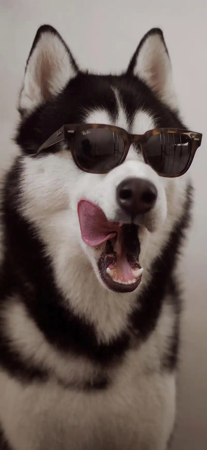 35张高清卡通动物手机壁纸推荐 很萌很可爱 也适合做微信聊天背景