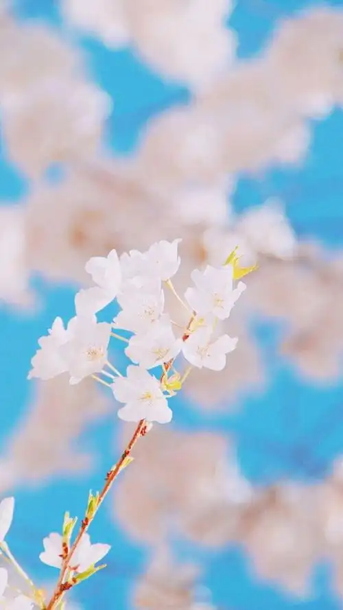 清新自然手机壁纸竖屏 - 搜狗图片搜索