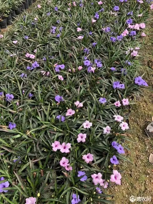 [翠芦莉盆栽批发]翠芦莉盆栽 矮生芦莉(双色)价格1.1元/株 - 惠农网触