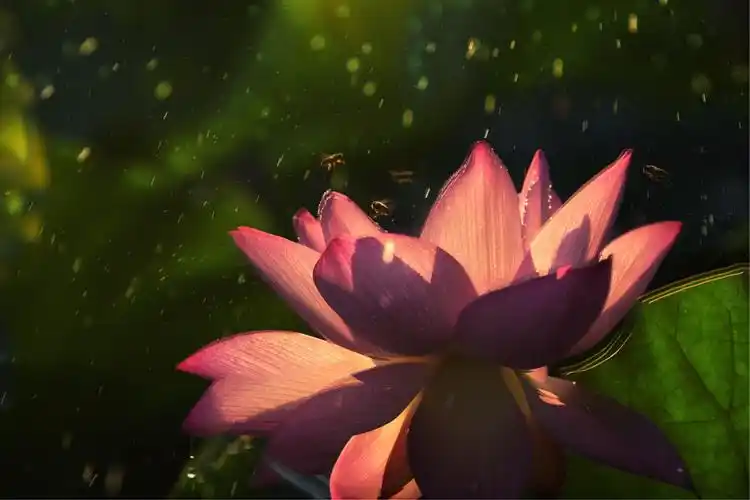 左前侧光(相机拍摄)