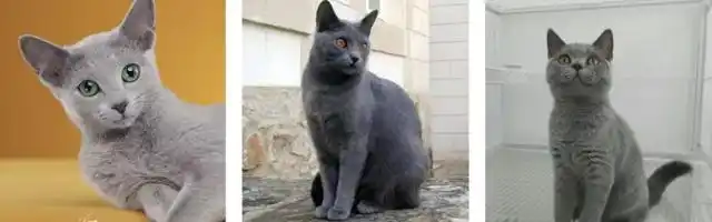 撞脸英短,世界三大蓝猫之一的沙特尔猫,不允许你还不了解它!