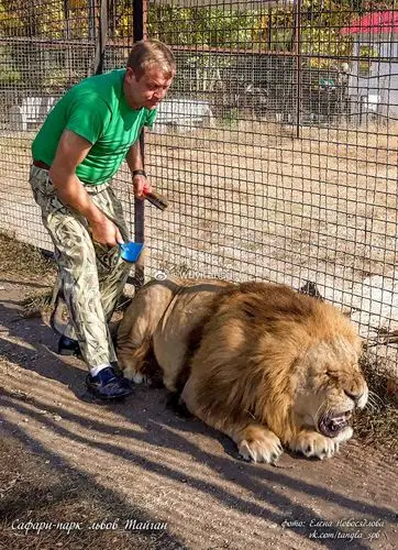 全世界最聪明最亲人的狮子—马利什,我好想你