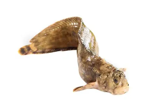 试吃北方海鲜小姐鱼,厚厚的大嘴唇子,口感鲜美嫩滑"繸鳚"做法