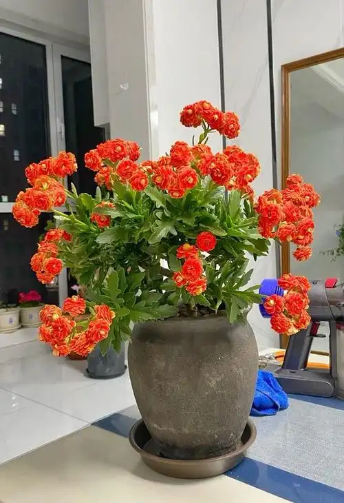 长寿花新品种日内瓦适合北阳台封闭阳台养的盆栽绿植