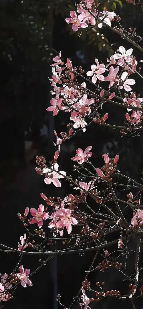 壁纸| 一看就想换的锁屏壁纸