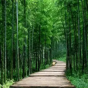 竹林深处头像