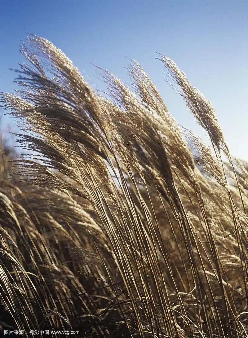 chinesesilvergrass芒草.