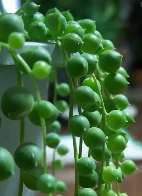 送妈妈推荐一:情人泪