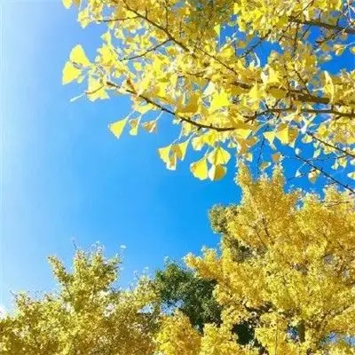 2021年吉利微信头像图片大全 最吉利招财的微信头像