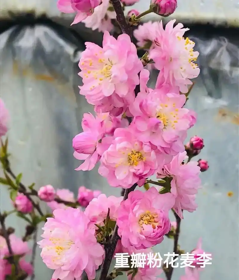 粉花麦李,蔷薇棵矮生灌木,早春开花,花重瓣,粉红色,花量超大 - 抖音