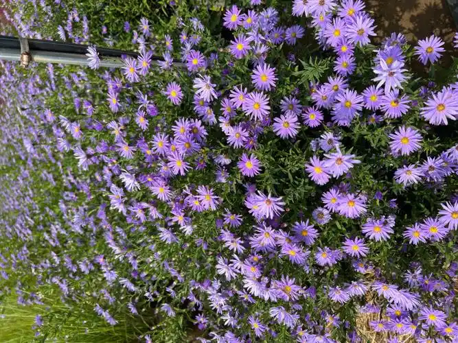 北京大兴基地紫菀开花了超美的观赏花卉