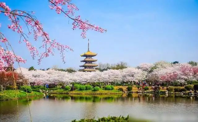 武汉景区1万株樱花盛开美景堪比日本樱花60元门票都觉得值