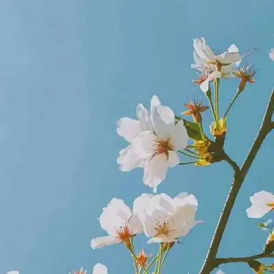 抖音最火图片门外的花应该开了 图片头像-第1张