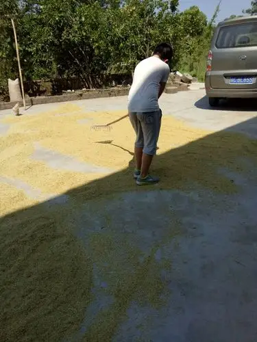 社会实践——乡下生活体验