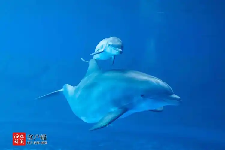 海南陵水一只小海豚诞生