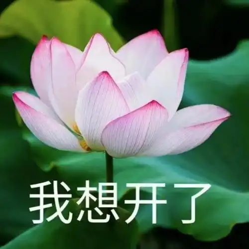 妈妈喜欢的荷花头像上新了