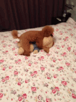 答案是:泰迪熊.