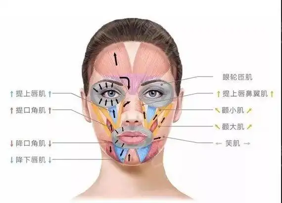 笑容舒展,全靠肌肉,人的脸部有40多块肌肉,每块肌肉有各自固定的运动